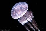 QCAQ1155568 spotted jelly / Mastigias papua