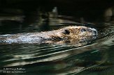 QCBM1155261 Canadese bever / Castor canadensis