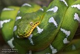 QCBM1155356 groene hondskopboa / Corallus caninus