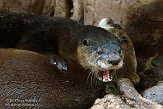 QCBM1155370 Noord-Amerikaanse otter / Lontra canadensis