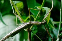 Insektarium Montreal 2015