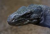 CZJ01193612 papoeavaraan / Varanus salvadorii