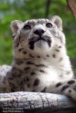 CZJ01193664 sneeuwpanter /Panthera uncia