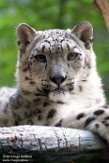 CZJ01193665 sneeuwpanter /Panthera uncia