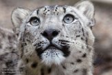 CZJ01193691 sneeuwpanter /Panthera uncia