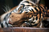 CZJ01193718 Sumatraanse tijger / Panthera tigris sumatrae