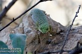 CPZ01111768 Phelsuma standingi