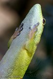 CPZ01111772 Madagaskarreuzendaggekko / Phelsuma grandis