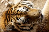 CPZ01111856 Siberische tijger / Panthera tigris altaica