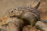 CPZ01111872 Dertienstreepgrondeekhoorn / Spermophilus tridecemlineatus