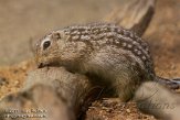 CPZ01111872 Dertienstreepgrondeekhoorn / Spermophilus tridecemlineatus