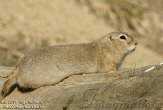 CPZ01111912 Richardson's grondeekhoorn / Urocitellus richardsonii