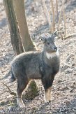 CPZ01111936 Chinese goral / Naemorhedus griseus