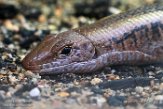 CPZ01193747 Westelijke gordelhagedis / Zonosaurus laticaudatus