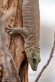 CPZ01193751 Standings daggekko / Phelsuma standingi