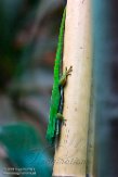 CPZ01193826 phelsuma nigristriata