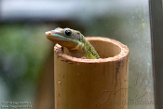 CPZ01193836 phelsuma flavigularis