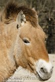 CZP0111473 przewalskipaard / Equus ferus przewalskii