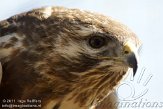 CZP0111477 buizerd / Buteo buteo