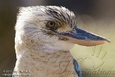 CZP0111566 blauwvleugelkookaburra / Dacelo leachii