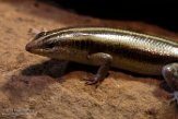 CZP01194168 regenboogskink / Trachylepis margaritifer