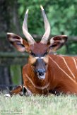 CZP01194180 bergbongo / Tragelaphus eurycerus isaaci