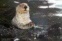 DBP01261861 Alaskazeeotter / Enhydra lutris kenyoni