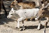 DKK01087842 rendier / Rangifer tarandus