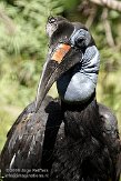 DKK01087870 noordelijke hoornraaf / Bucorvus abyssinicus