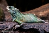 DKK01087963 groene wateragame / Physignathus cocincinus