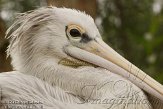 DKO01126328 roodrugpelikaan / Pelecanus rufescens