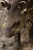 DKO01126345 laaglandtapir / Tapirus terrestris