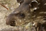 DKO01126348 laaglandtapir / Tapirus terrestris