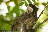 DKO01126375 keizertamarin / Saguinus imperator