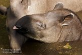 DKO01126386 laaglandtapir / Tapirus terrestris