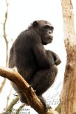 DKO01126416 chimpansee / Pan troglodytes