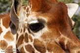 DKO01126452 netgiraf / Giraffa camelopardalis reticulata