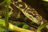 DKR01126534 tapijtpython / Morelia spilota variegata