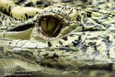 DKR01126586 Cubaanse krokodil / Crocodylus rhombifer