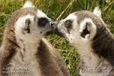 DKE01126614 ringstaartmaki / Lemur catta
