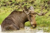 DKE01126720 eland / Alces alces