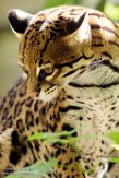 FAZ01163082 ocelot / Leopardus pardalis