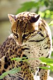 FAZ01163083 ocelot / Leopardus pardalis