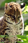 FAZ01163084 ocelot / Leopardus pardalis