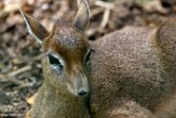 FAZ01163103 Kirks dikdik / Madoqua kirkii