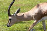 FAZ01163109 dorcasgazelle / Gazella dorcas