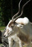 FAZ01163118 addax / Addax nasomaculatus