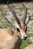 FAZ01163126 dorcasgazelle / Gazella dorcas