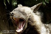 FZA0208A008 gestreepte hyena / Hyaena hyaena