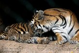 FZA0208A041 Siberische tijger / Panthera tigris altaica
